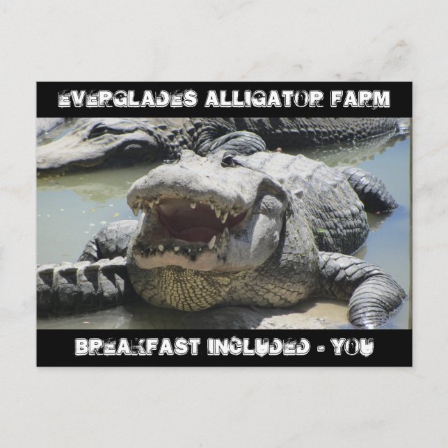 Everglades Alligator Farm - breakfast included - u Postcard (Front)