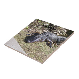 Everglades Alligator in Soft Golden Sunlight Tile