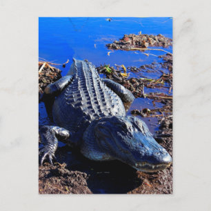 Everglades Alligator Postcard