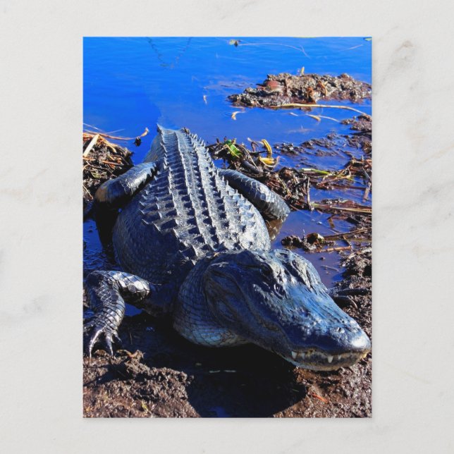 Everglades Alligator Postcard (Front)