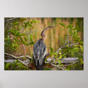 Everglades Anhinga Poster
