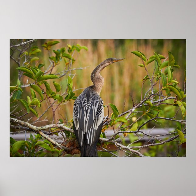 Everglades Anhinga Poster (Front)