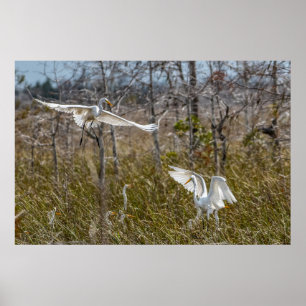 Everglades Egrets Poster