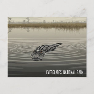 Everglades Florida Alligator Travel Postcard