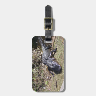 Everglades Gator Resting Near Water’s Edge Luggage Tag