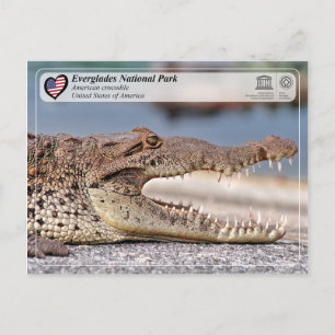 Everglades National Park - American Crocodile Postcard