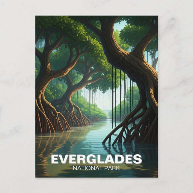 Everglades National Park Florida Mangrove Postcard (Front)