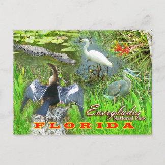 Everglades National Park, Florida Postcard