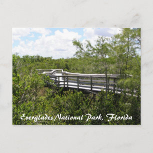 Everglades National Park, Florida Postcard