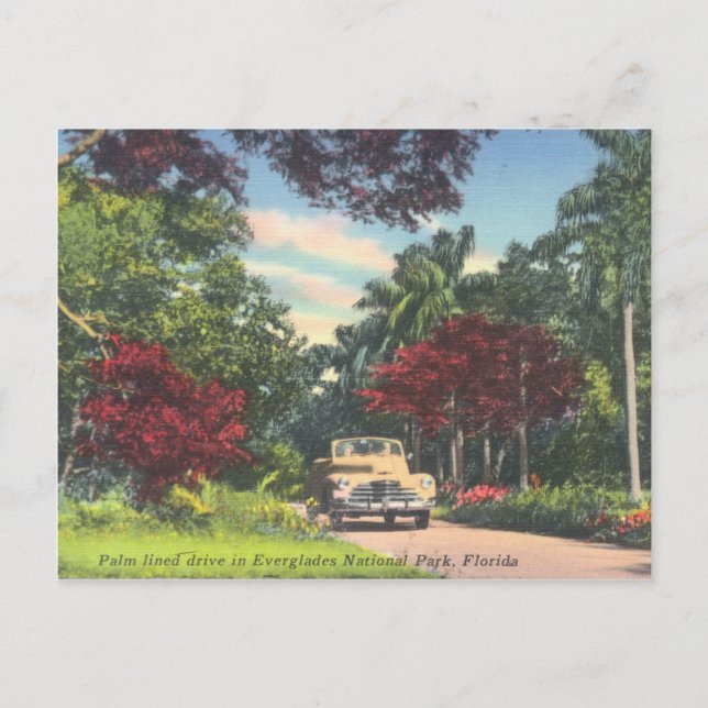 Everglades National Park Florida vintage Postcard (Front)