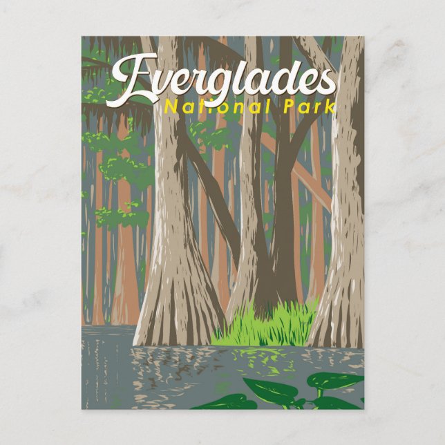Everglades National Park Illustration Travel Art Postcard (Front)