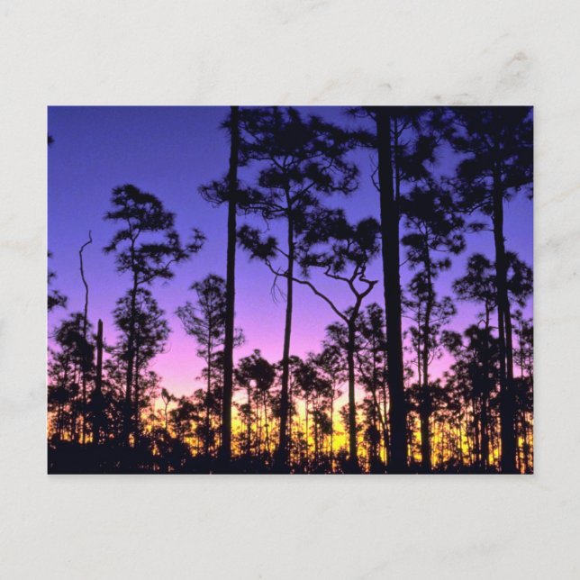 Everglades National Park, Pinelands Area, Florida Postcard (Front)