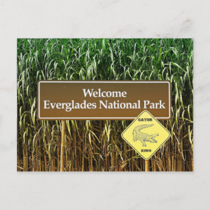 Everglades National Park Sign, Gator Crossing Postcard