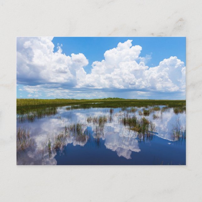 Everglades Natural Landscape Postcard (Front)
