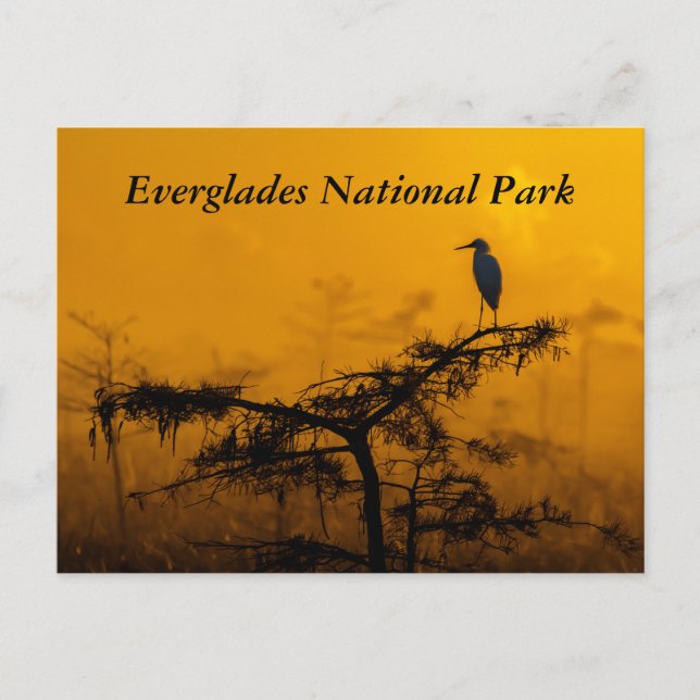 Everglades Postcard (Front)