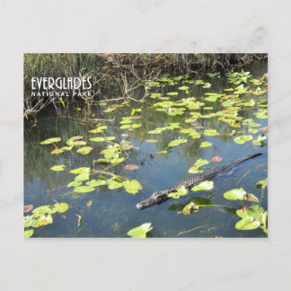 Everglades Postcard
