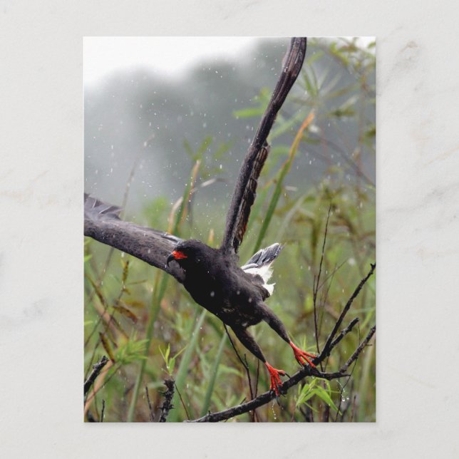 Everglades Snail Kite #1 carte postale (Devant)