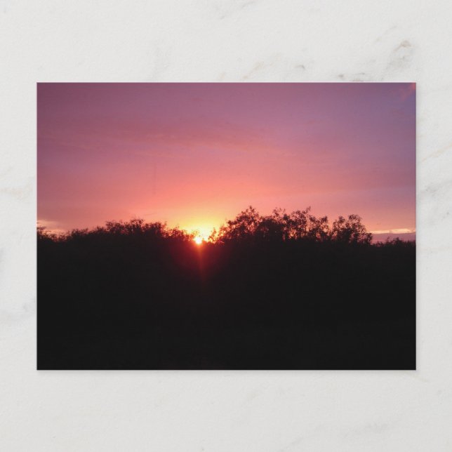 Everglades Sunset over the Trees Postcard (Front)