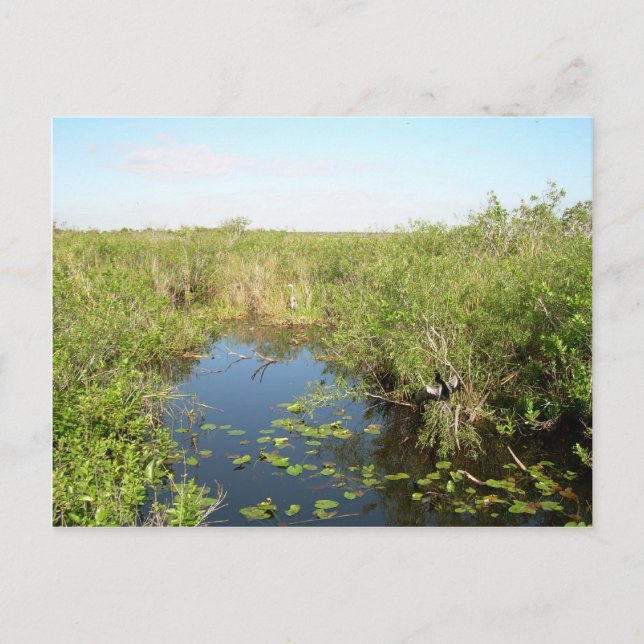 Everglades - swamp - marsh postcard (Front)