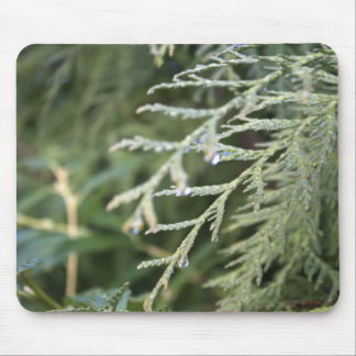 evergreen, cypress leaves mouse pad