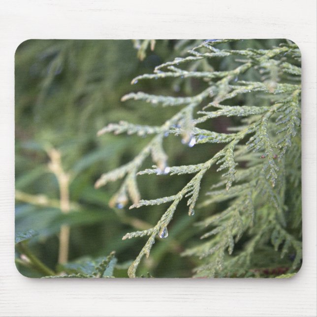 evergreen, cypress leaves mouse pad (Front)