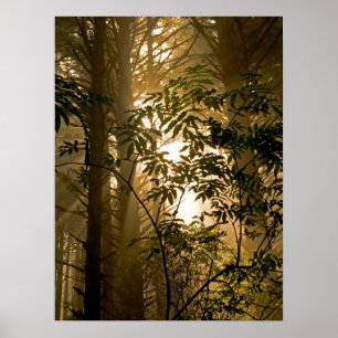 Evergreen Forest Oregon Coast Poster