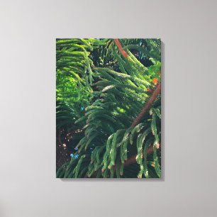 Evergreen pine-tree conifer canvas print