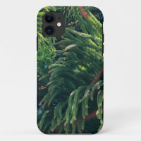 Evergreen pine-tree conifer