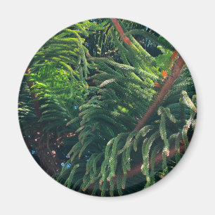 Evergreen pine-tree conifer  magnet