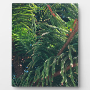 Evergreen pine-tree conifer  plaque