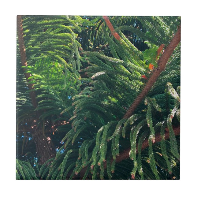 Evergreen pine-tree conifer  tile (Front)