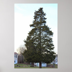 Evergreen Tree Photo Poster