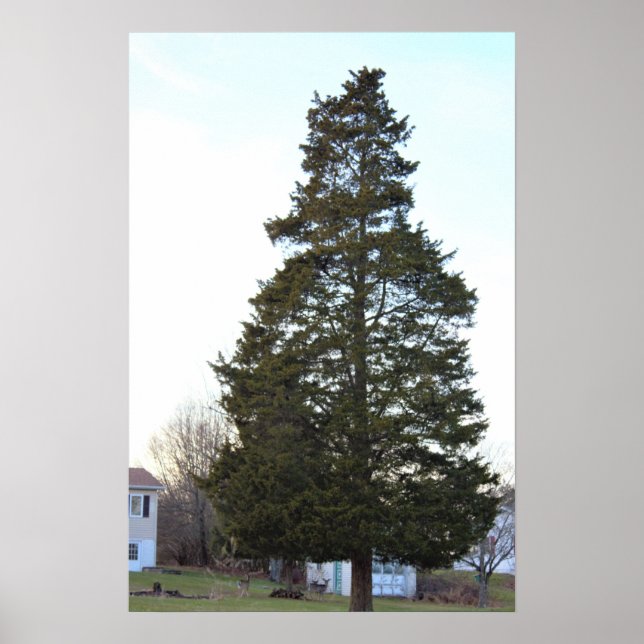 Evergreen Tree Photo Poster  (Front)