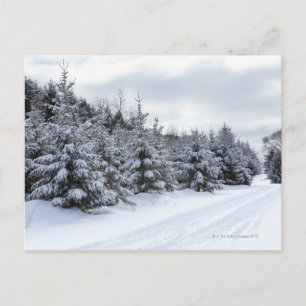 Evergreen trees and road in snow postcard