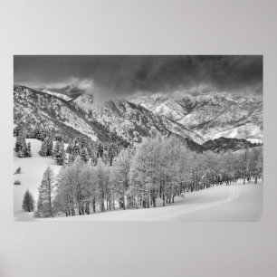 Evergreens and Aspen trees in a snow storm Poster