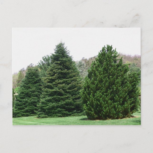 Evergreens Postcard (Front)