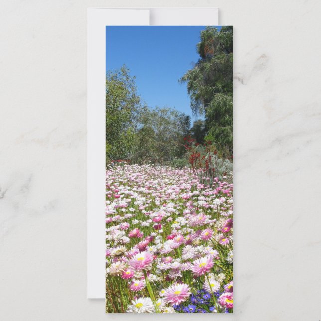 Everlasting Flowers (Front)