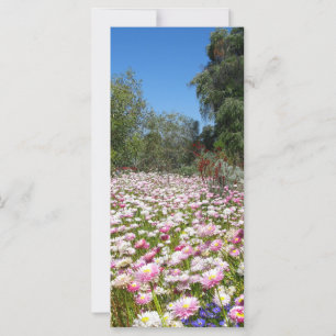 Everlasting Flowers