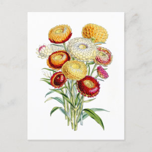 Everlasting Flowers Vintage Botanical Postcard