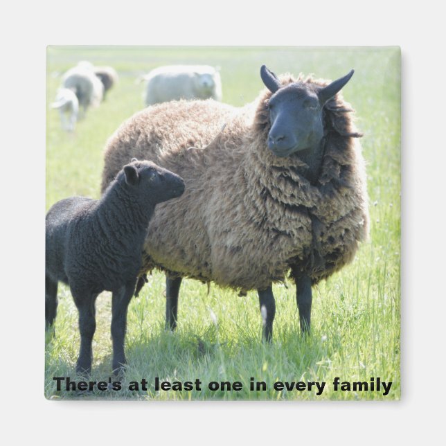 Every family has a black sheep magnet (Front)
