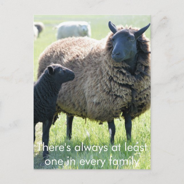 Every family has a black sheep postcard (Front)