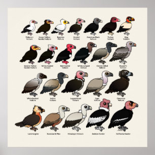 Every Vulture Poster