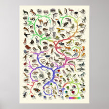Evolution - Arbre de vie - Poster