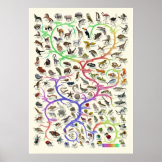 Evolution - Arbre de vie - Poster