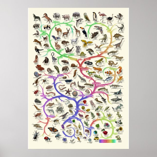 Evolution - Arbre de vie - Poster (Devant)
