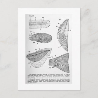 Evolution of caudal fin art postcard