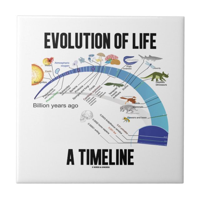 Evolution Of Life A Timeline (Biology) Tile (Front)