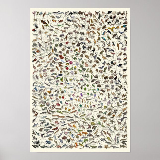 Evolution - Poster de l'Arbre de Vie (Devant)
