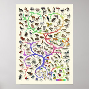 Evolution - Tree of Life -Poster Poster