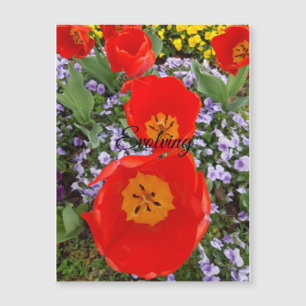 Evolving Red Tulips Magnetic Greeting Card